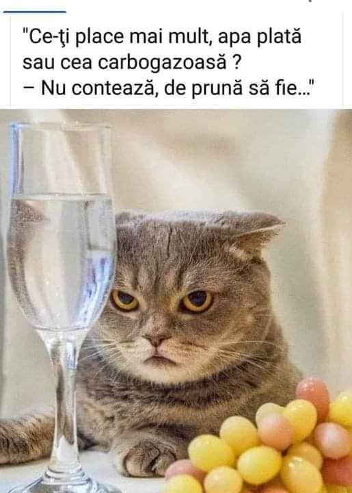 FlE6qvFWAAE-Kat (515×720)